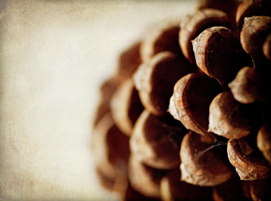 Pine Cone Photograph - Pine Cone by Jessica Rogers