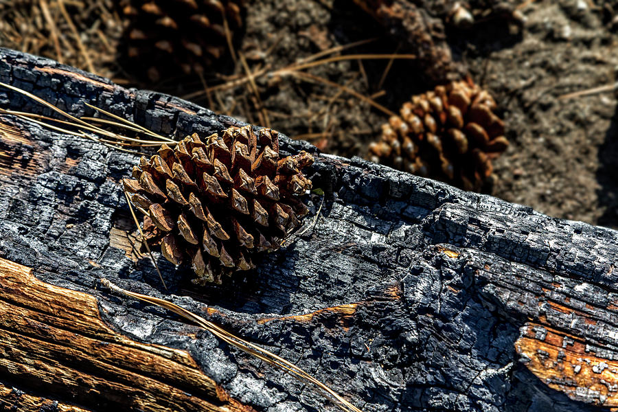 Pine Cone on Charred Wood Photograph by Kelley King