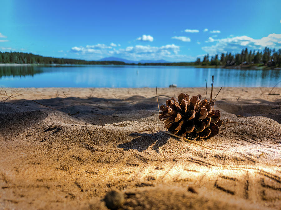 Pine cone on the beach Photograph by Thomas Nay
