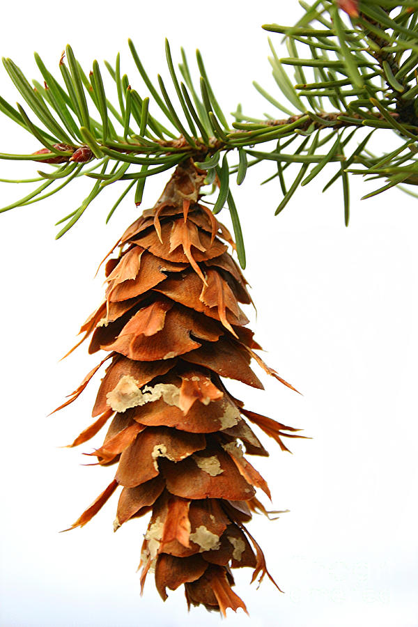 Pine Cone Sap Tree Branch Photograph