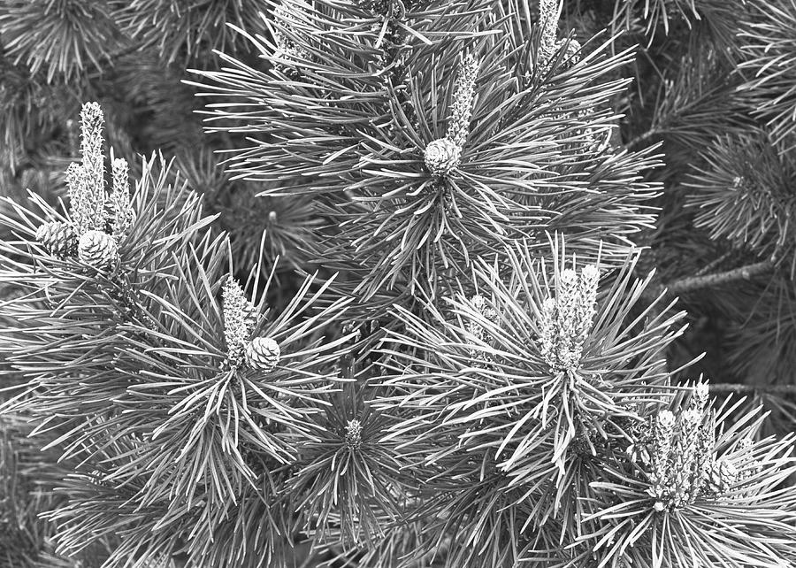 Pine Cones And Needles, Close-up B&w Photograph by George Marks