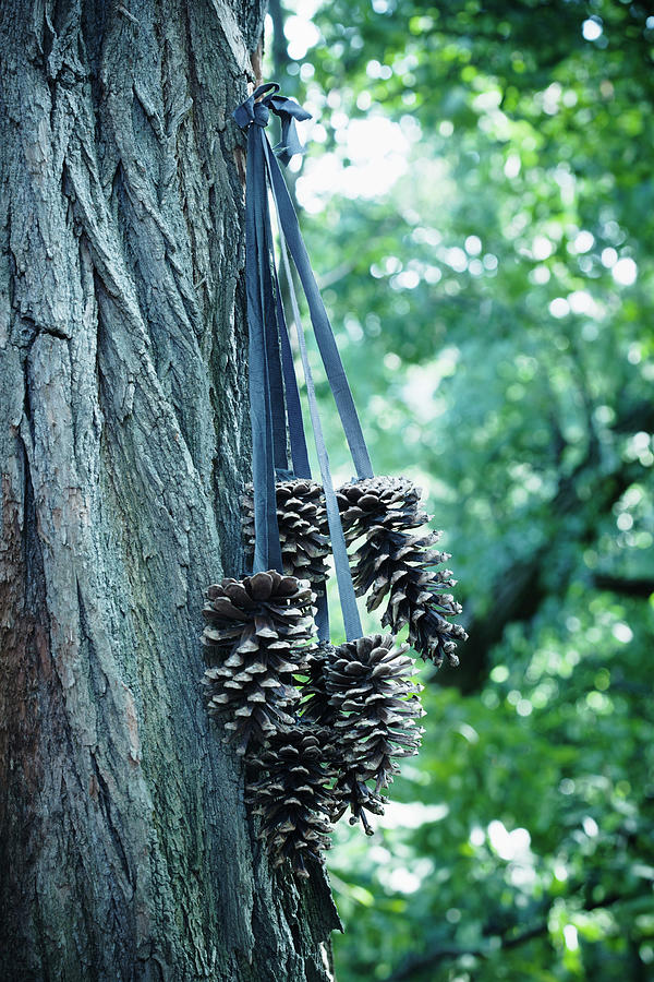 Pine Cones Hung From Ribbons On Tree Photograph by Colin Cooke