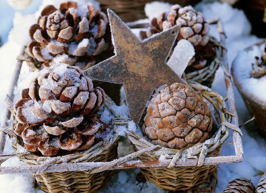 Pine Cones In Hoar Frost And Iron Star Photograph by Friedrich Strauss