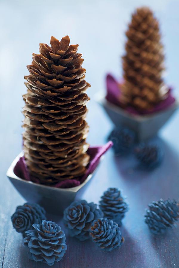 Pine Cones In Tiny Bowls And Larch Cones Painted Blue Photograph by Alicja Koll