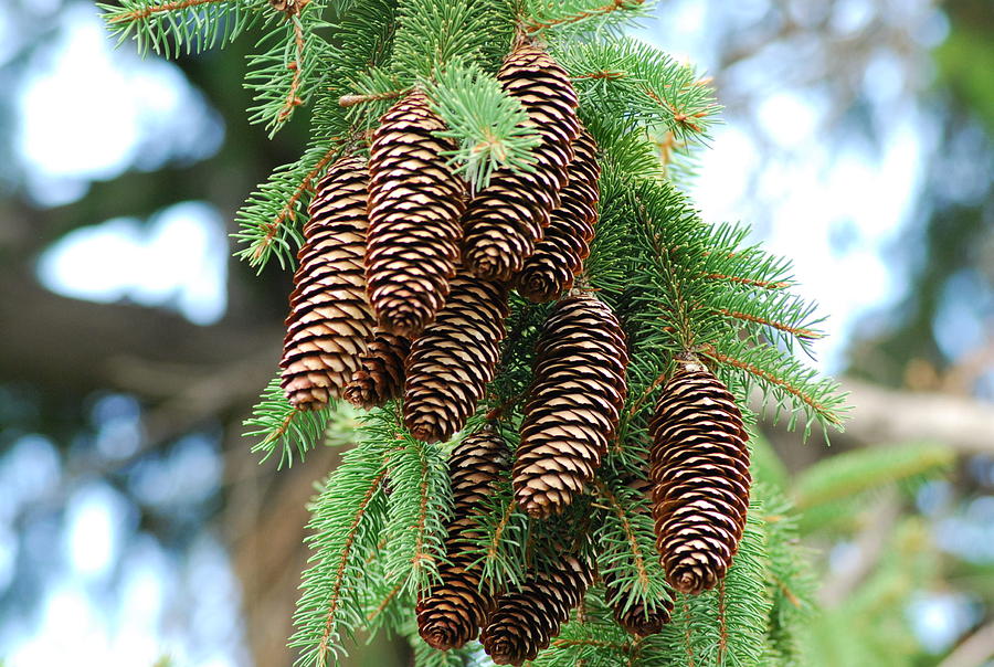 Pine Cones On A Pine Tree Photograph by Ee Photography