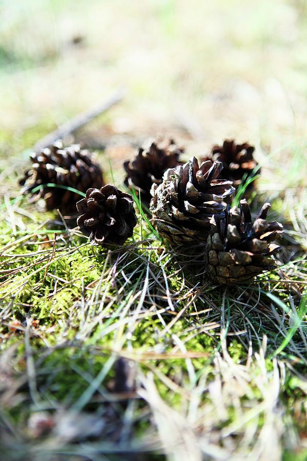 Pine Cones On Mossy Ground Photograph by Michal Mrowiec