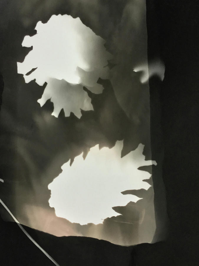 Pine cones photogram Photograph by Itsonlythemoon