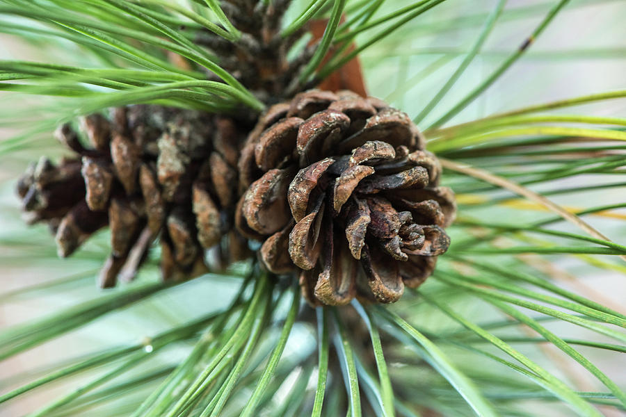 Pine Cones Photograph