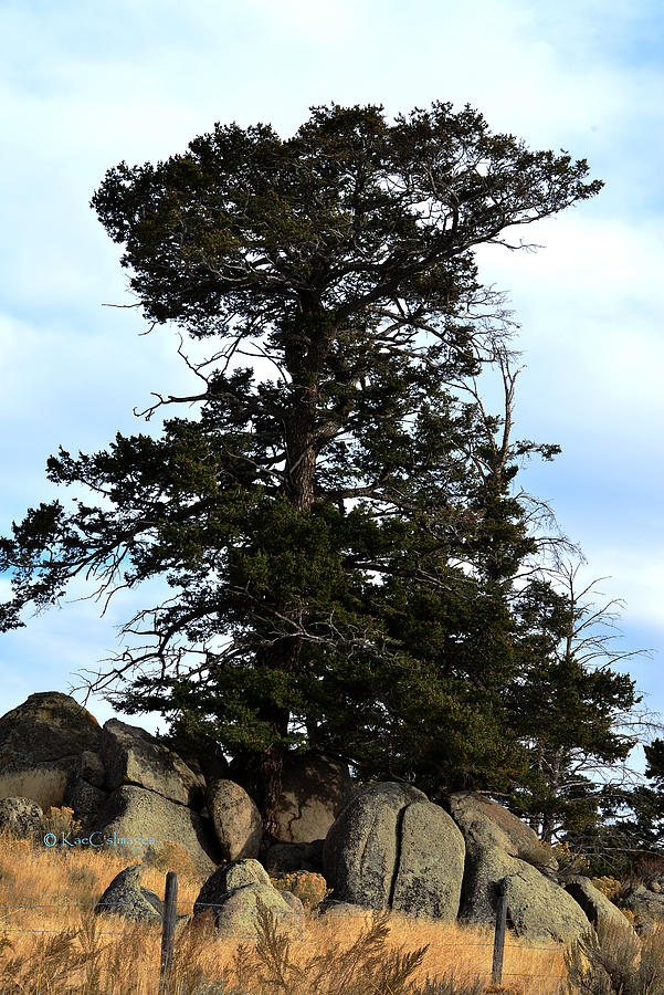 Pine Encased in Boulders Photograph by Kae Cheatham