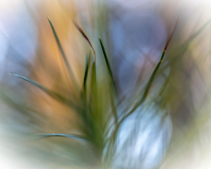 Pine Fantasy Photograph by Jon Ehrmann