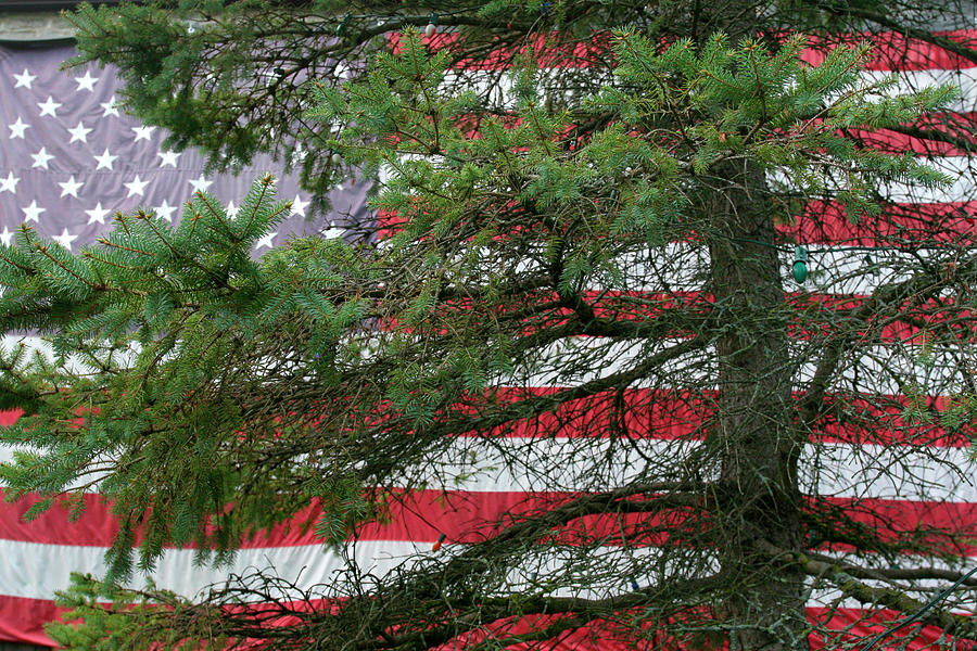 Tree Photograph - Pine Flag Barn by Robert Goldwitz