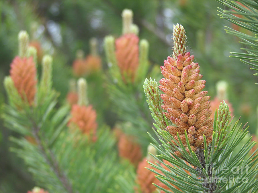 Pine Flowers Photograph by Rich Collins