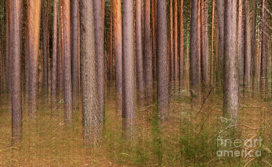 Forest Photograph - Pine Forest Ghost by Hernan Bua Forest Photograph - Pine Forest Ghost by Hernan Bua