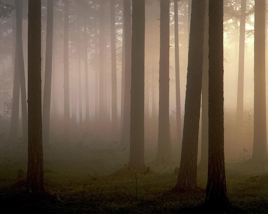 Pine Forest In Fog, Vasterbotten, Sweden Photograph by Roine Magnusson