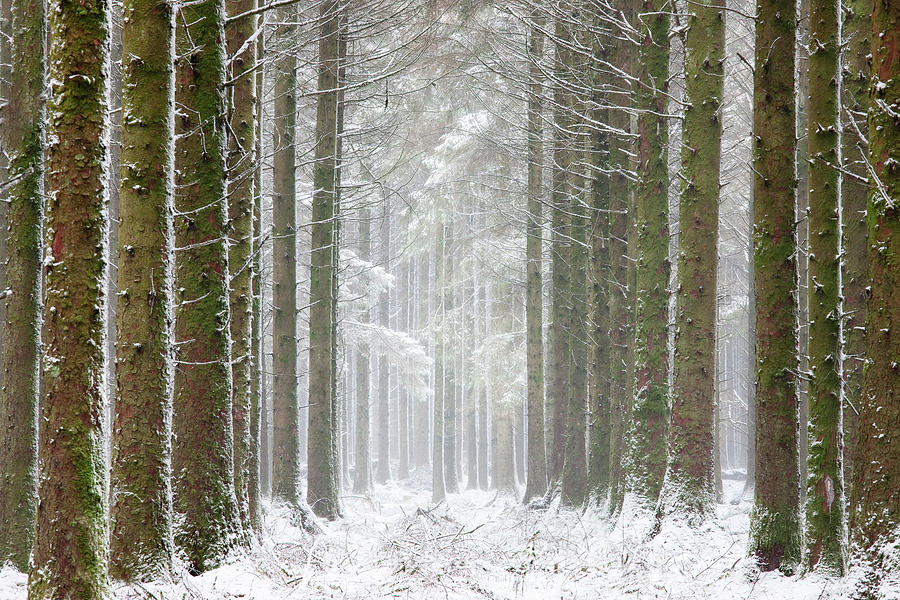 Pine Forest On Dartmoor, White With Photograph by David Clapp