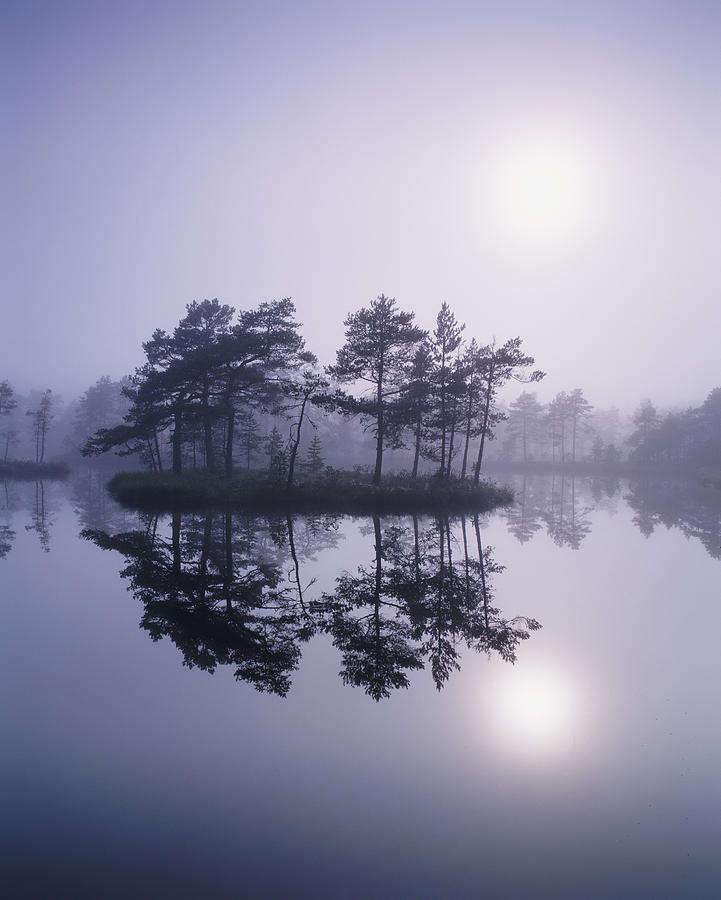 Pine Forest On Island In Lake, Morning Photograph by Roine Magnusson