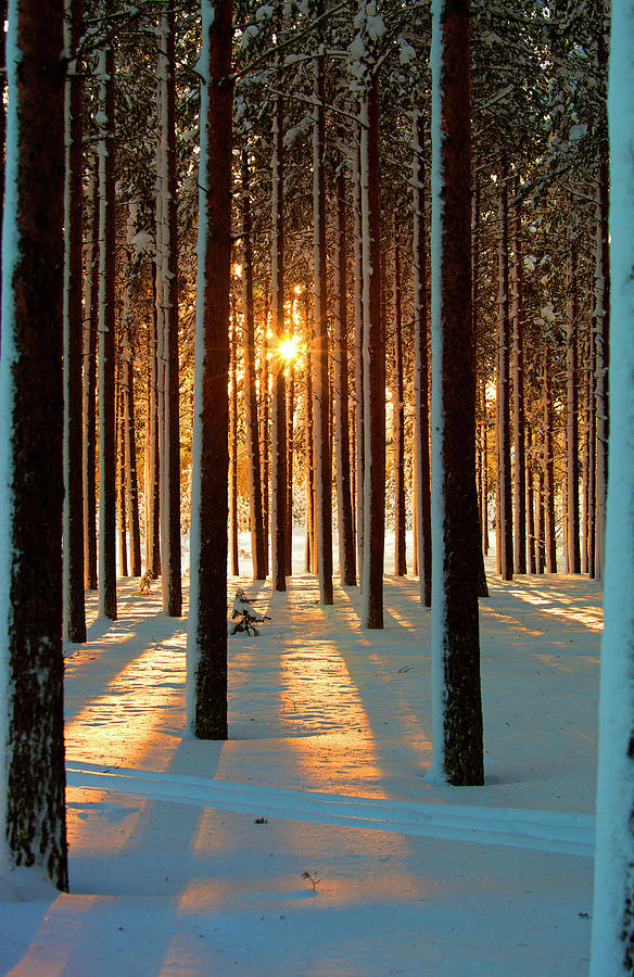 Winter Photograph - Pine Forest by Www.wm Artphoto.se