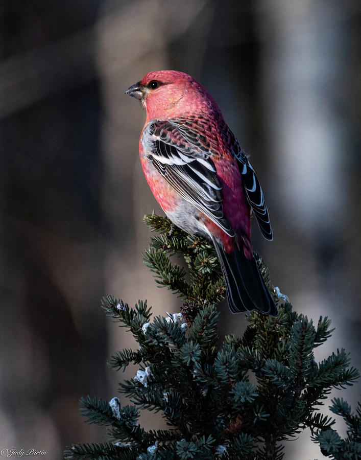 Pine Grosbeak Photograph by Jody Partin