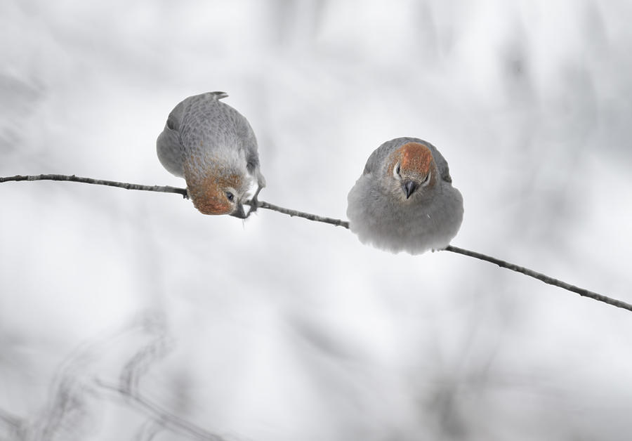 Pine Grosbeaks Photograph by Larry Deng