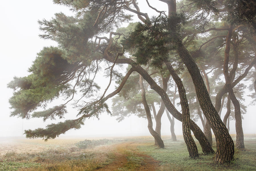Tree Photograph - Pine Grove In Fog-2 by Ryu Shin-woo