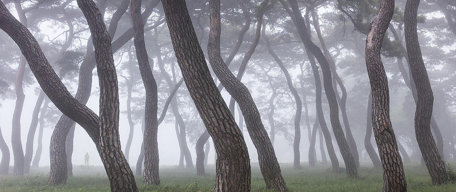 Tree Photograph - Pine Grove In Fog-3 by Ryu Shin-woo