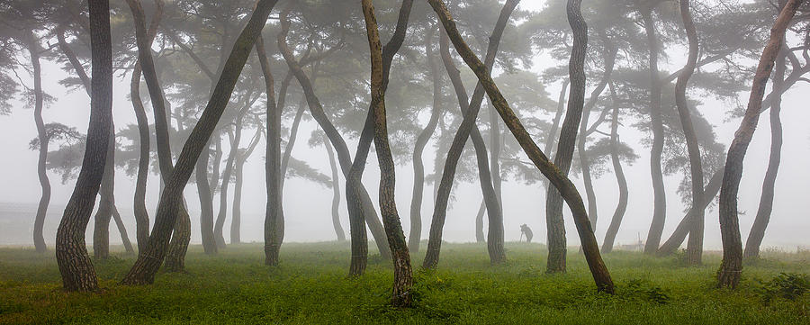 Pine Grove In Fog-4 Photograph by Ryu Shin Woo