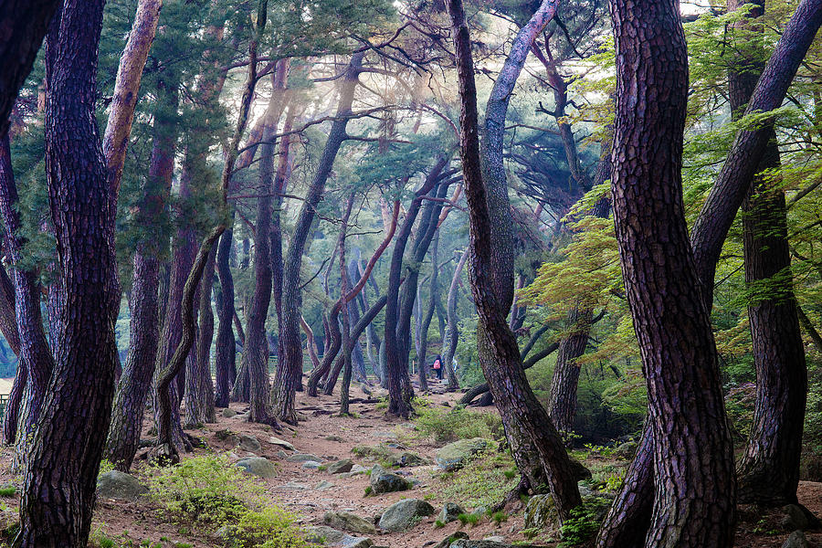 Landscape Photograph - Pine Grove by Ryu Shin Woo