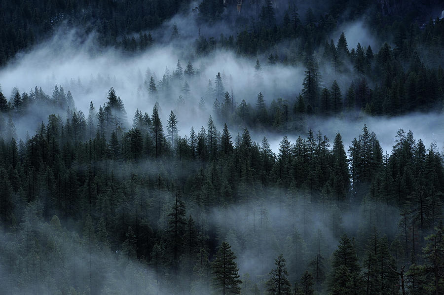 Pine In Fog Photograph by Piriya Photography