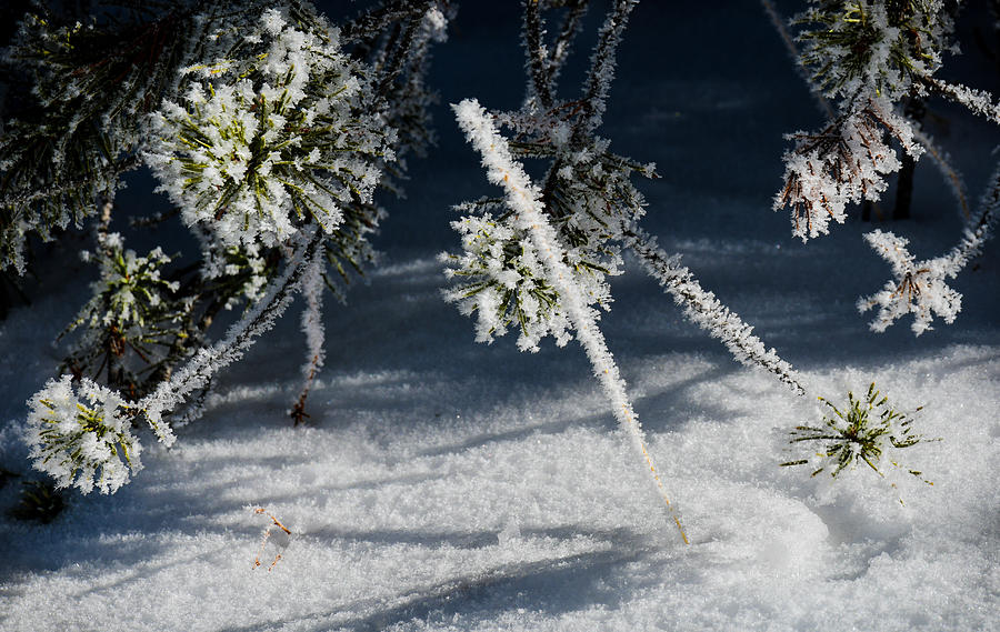 Pine In Winter Photograph by Karen Wiles