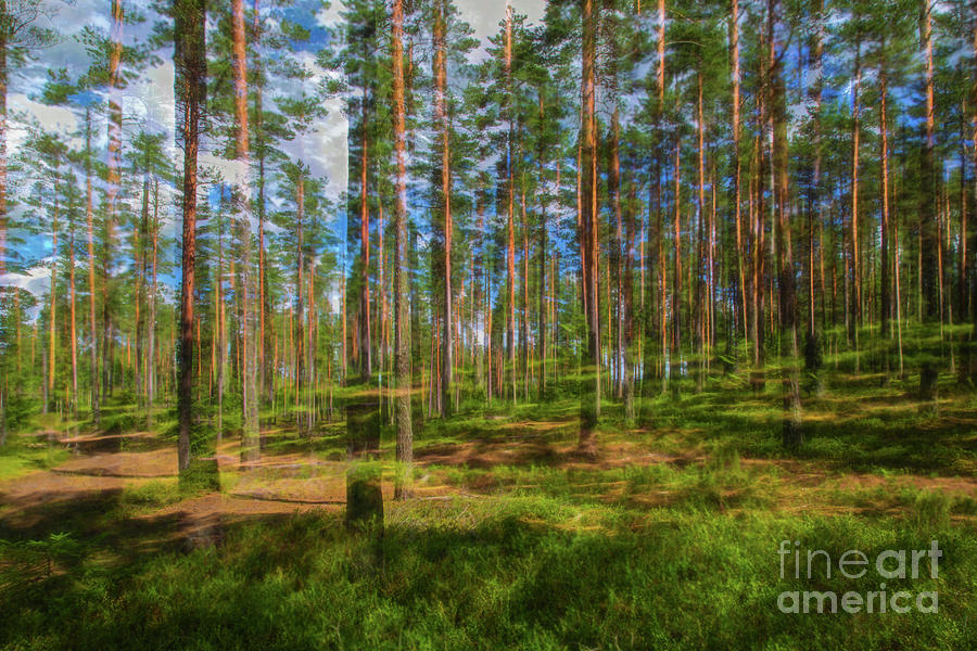 Pine Land Photograph