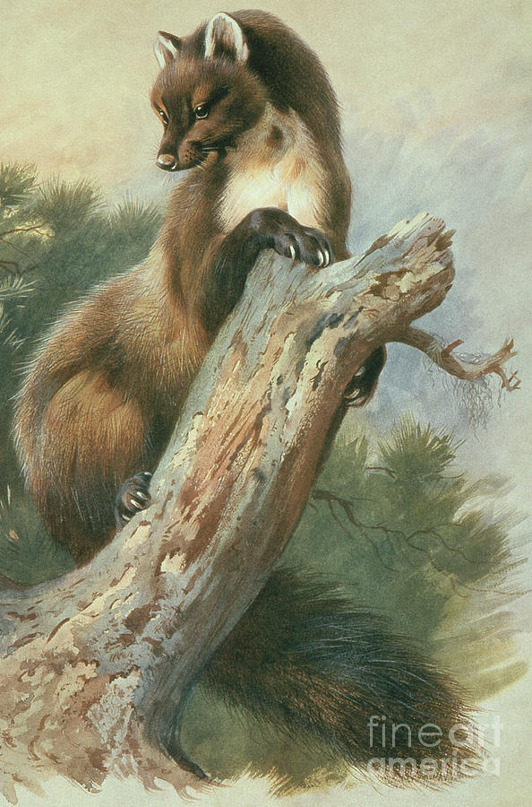Pine Marten, 1919 Painting by Archibald Thorburn