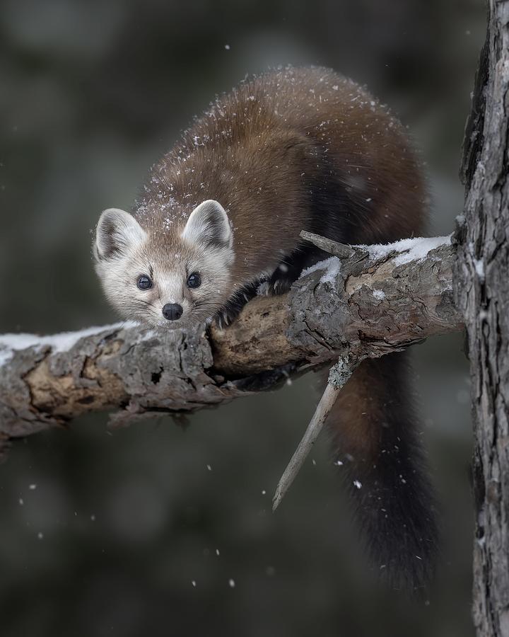 Pine Marten Photograph by Donald Luo