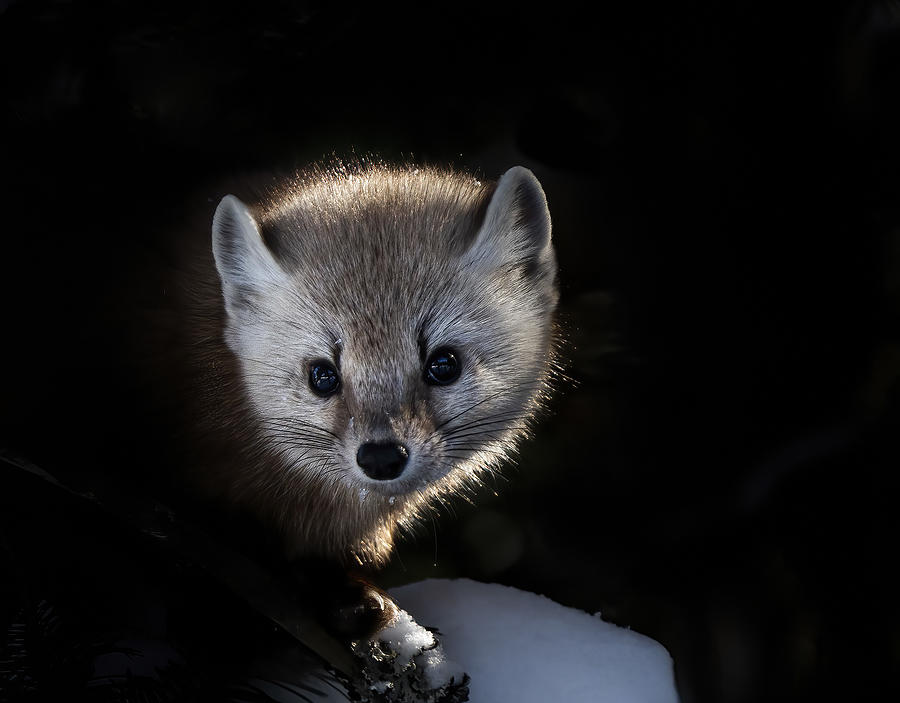 Pine Marten In Light Photograph by Emma Zhao