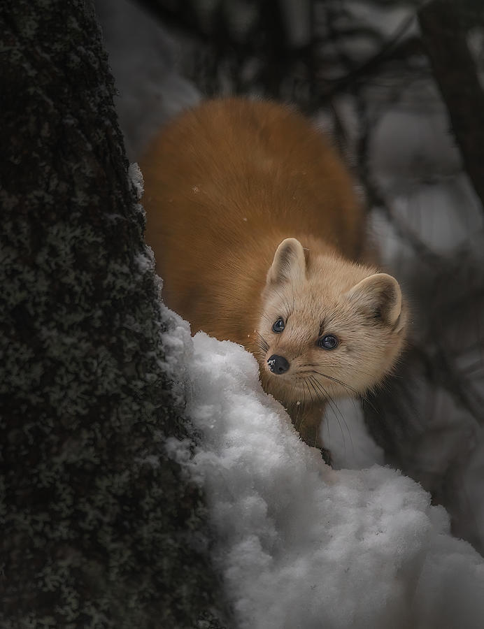 Pine Marten Photograph By Molly Fu Fine Art America