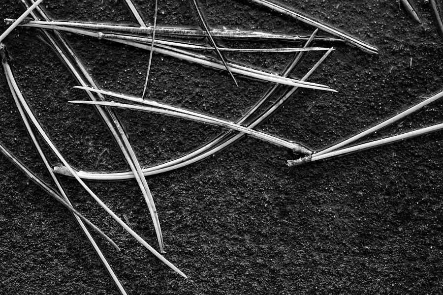 Pine Needle Abstract BW 121618 Photograph by Mary Bedy