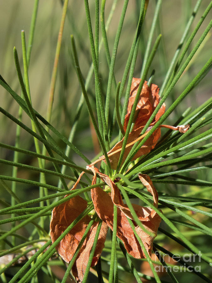 Pine Needles 1 Photograph by Christy Garavetto