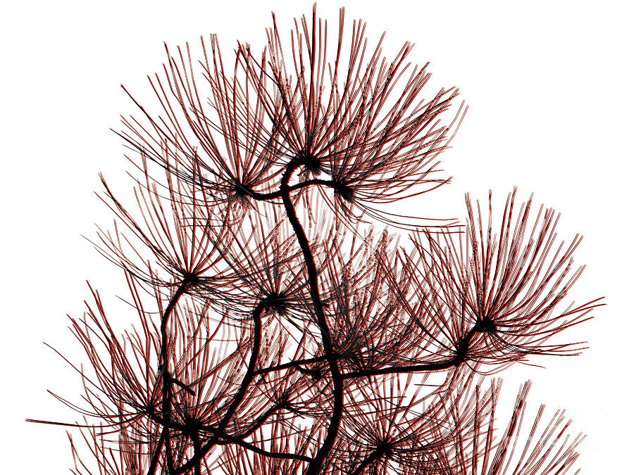 Pine Needles in Black and Red Photograph by Norman Gabitzsch