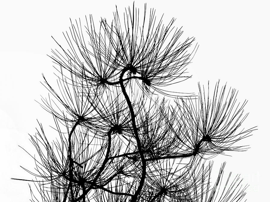 Pine Needles In Chiaroscuro Photograph