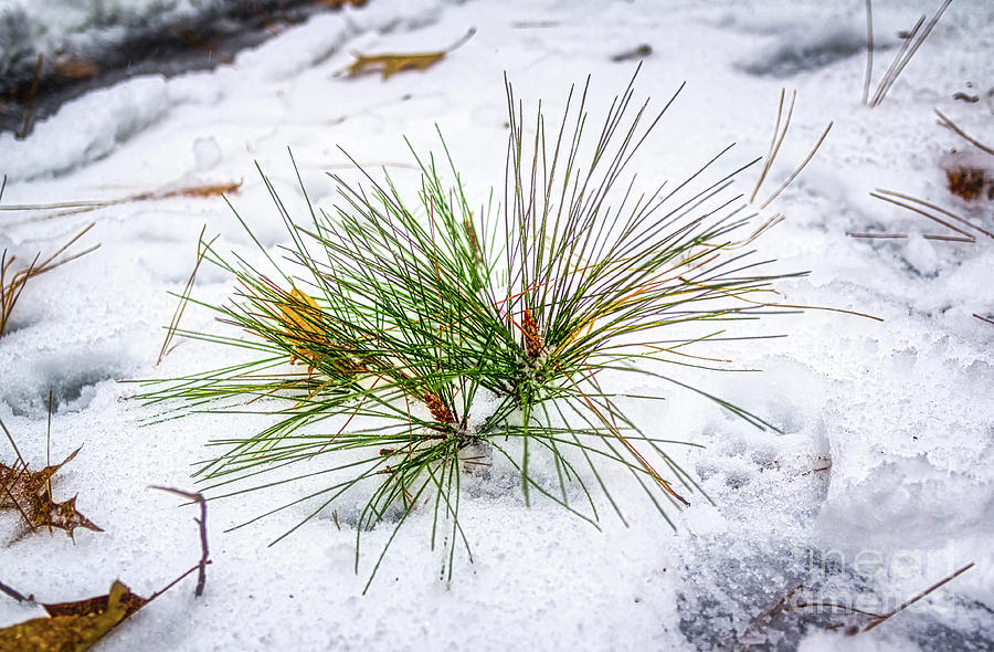 Pine Needles by James Foshee Pine Needles by James Foshee