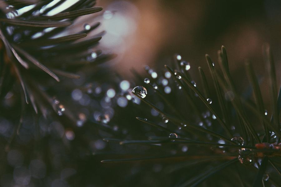 Nature Photograph - Pine Needles by Noah Mahlon