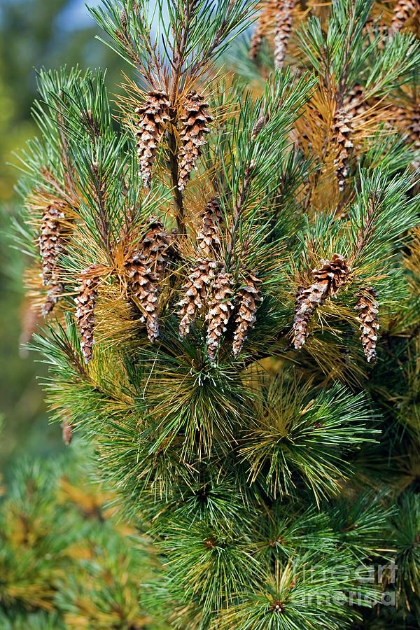 Pine (pinus Sp.) Photograph by Dr Keith Wheeler/science Photo Library ...