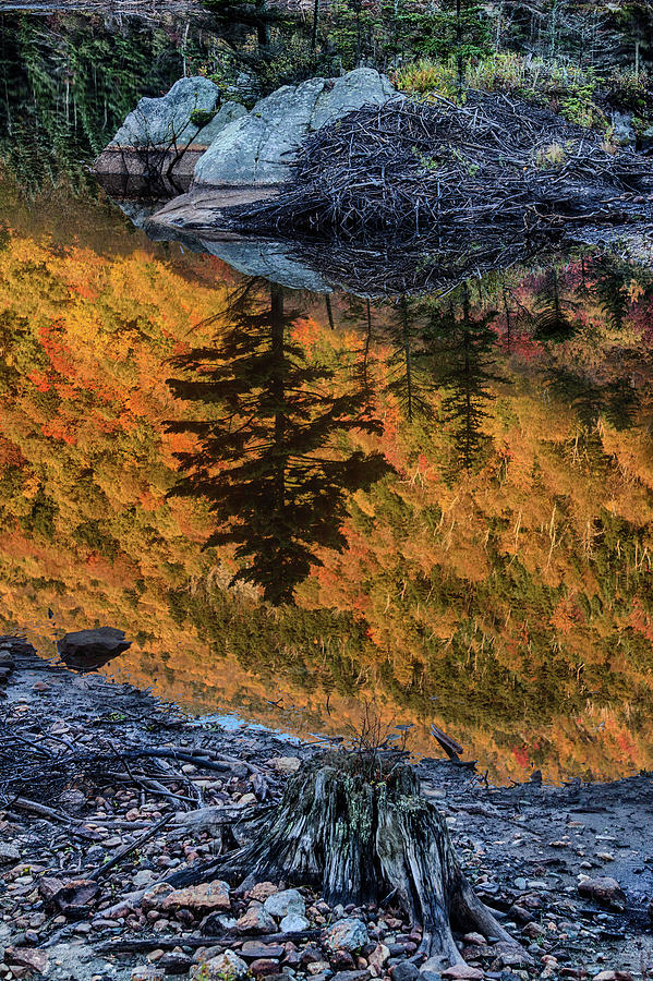 Landscape Photograph - Pine Reflection and Old Bones on Beaver Pond by Jeff Folger