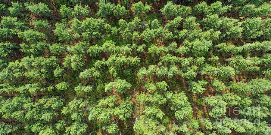 Manistee Photograph - Pine Rows Aerial 2x1 by Twenty Two North Photography Manistee Photograph - Pine Rows Aerial 2x1 by Twenty Two North Photography
