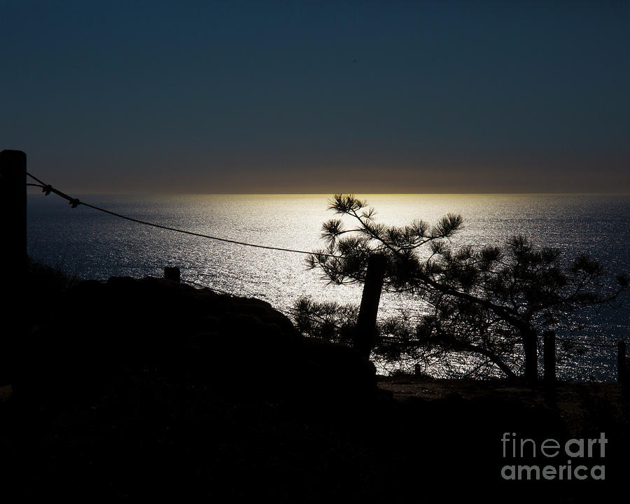 Pine Silhouette Photograph by Agnes Caruso