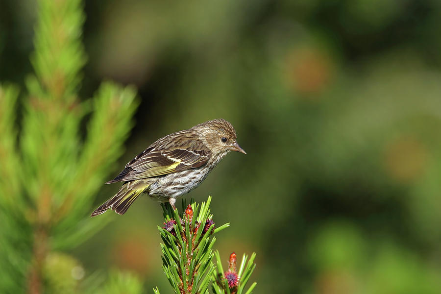 Pine Siskin Photograph by Ronnie And Frances Howard