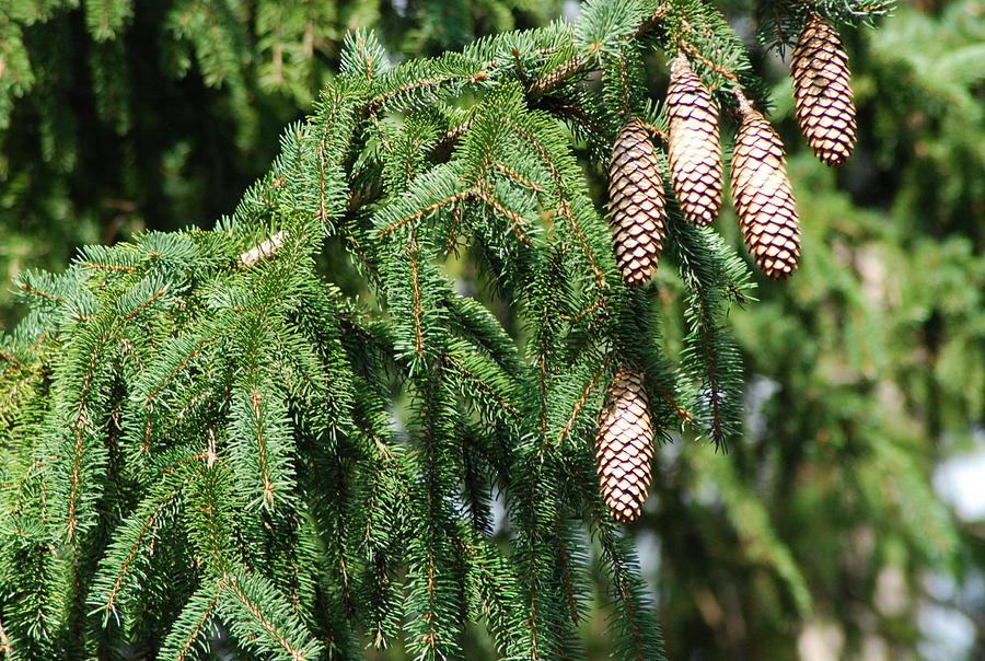 Pine Tree And Cones Photograph by Ee Photography