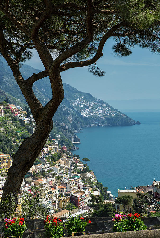 Pine Tree And Houses On Hillside, Positano, Amalfi Peninsula, Campania ...