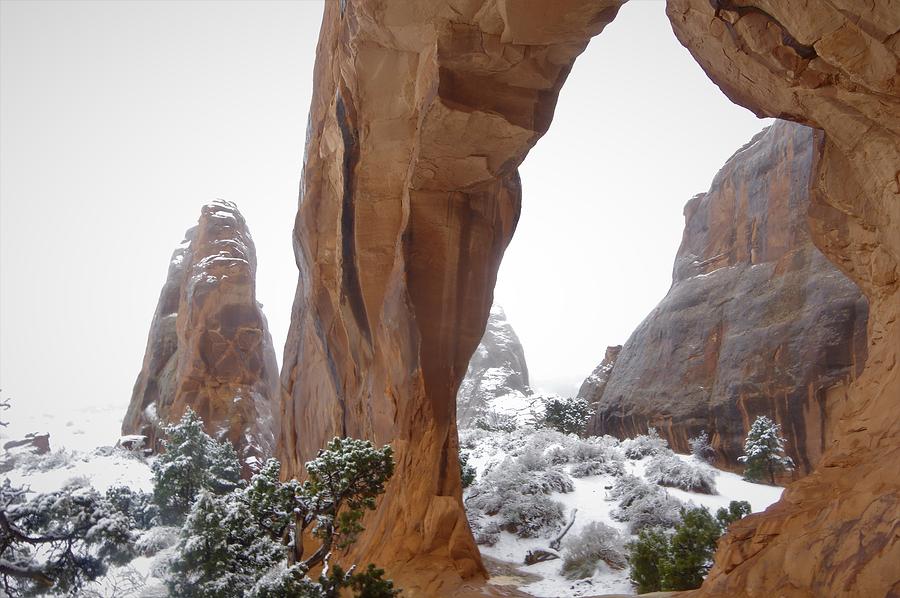 Pine Tree Arch Snow Photograph by Matt Helm