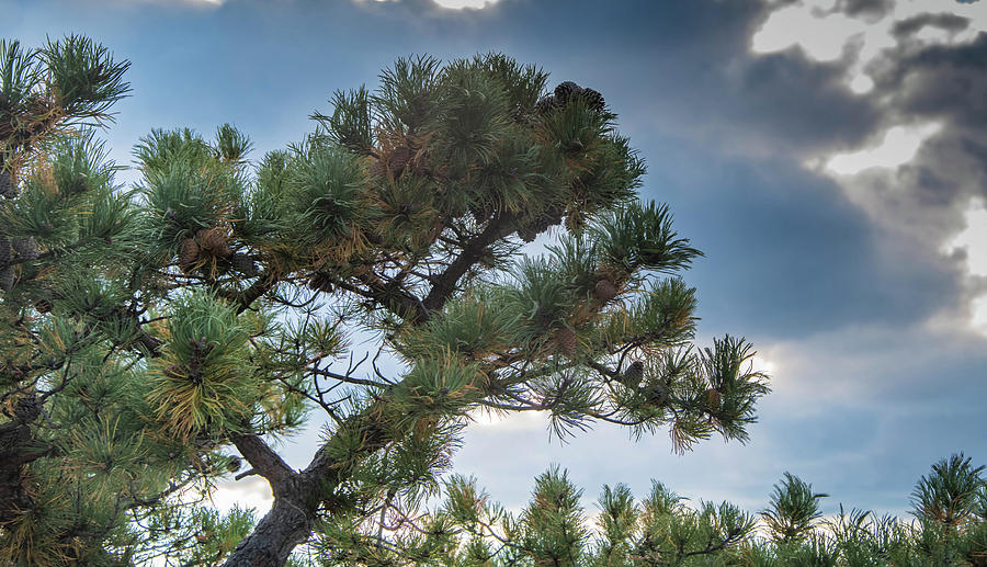 Pine Tree at Perkins Overlook on Bear Mountain Photograph by Alan Goldberg