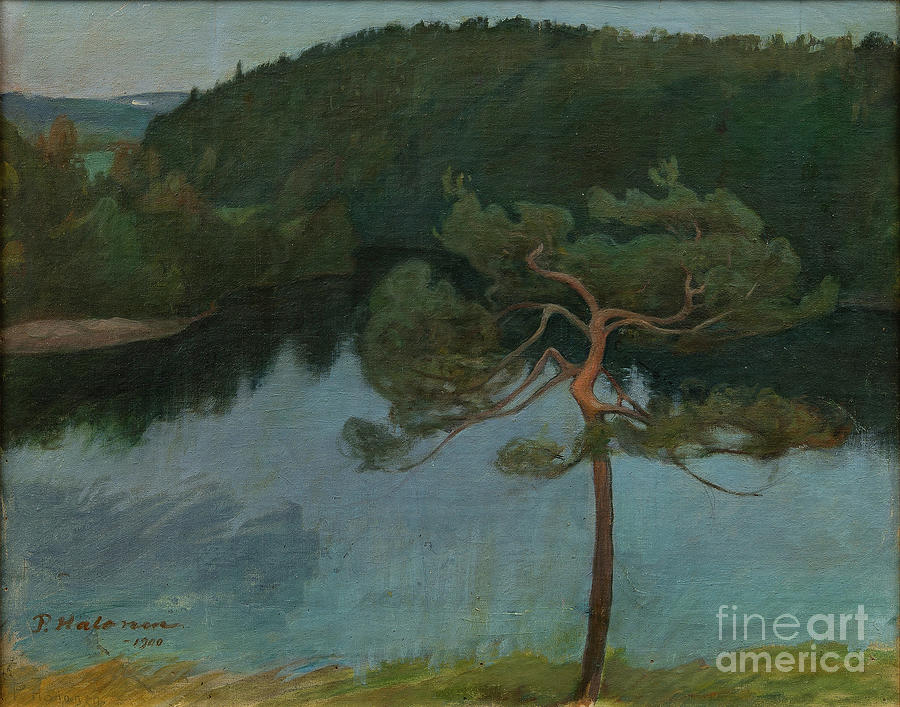 Pine Tree By The Shore Drawing by Heritage Images